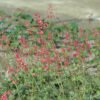 62 Heuchera Dew Drops 5