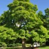 635ae404d9385260a5e38020 62992cbaaee8ab32d38e506d Western Catalpa 1 scaled 1