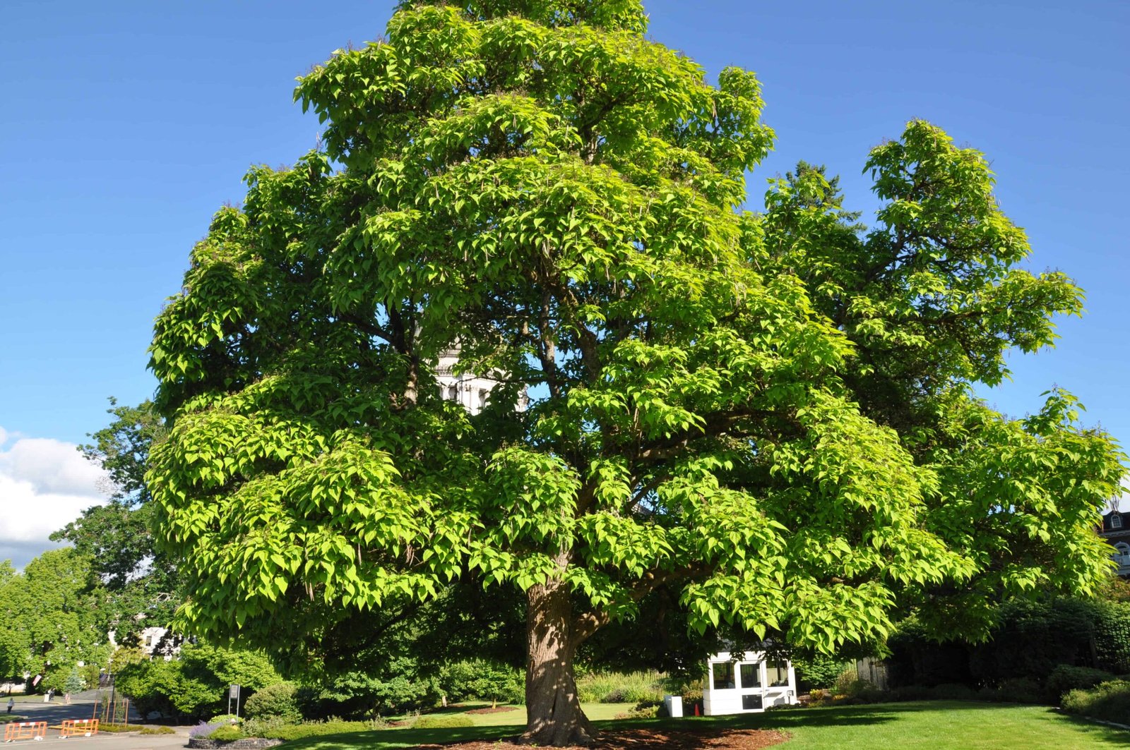 635ae404d9385260a5e38020 62992cbaaee8ab32d38e506d Western Catalpa 1 scaled 1 635ae404d9385260a5e38020 62992cbaaee8ab32d38e506d Western Catalpa 1 scaled 1
