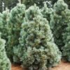 635aff5a0938e3ce28d6eb13 vanderwolfs pyramid pine limber
