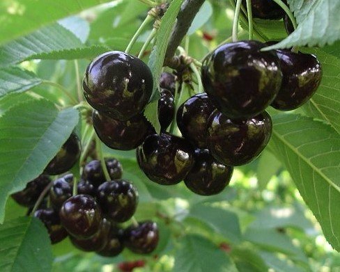 65094 1 tresen narana baleni prostokorenny stromek podnoz colt 1 65094 1 tresen narana baleni prostokorenny stromek podnoz colt 1