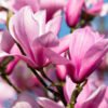 687fb0e3 magnolia galaxy rich pink