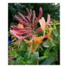 74729 lonicera heckrotii x american beauty zimolez heckrottuv
