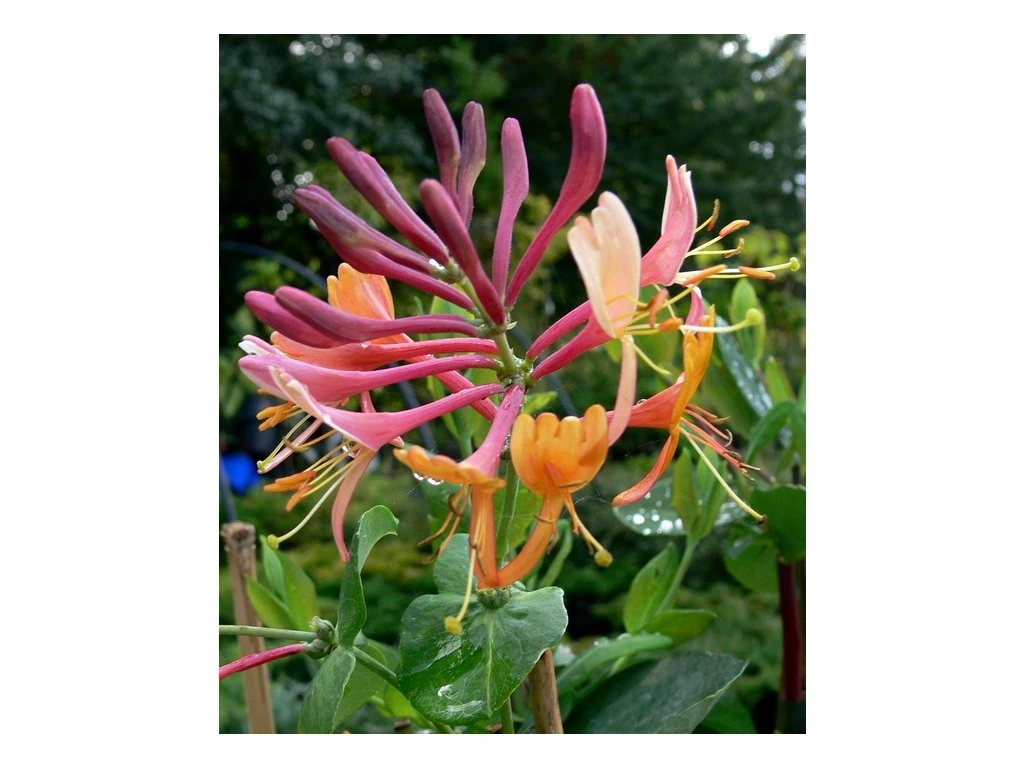 74729 lonicera heckrotii x american beauty zimolez heckrottuv 74729 lonicera heckrotii x american beauty zimolez heckrottuv