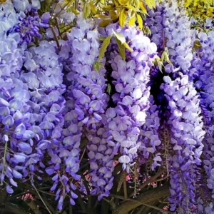 7540 blooms of wisteria flowers