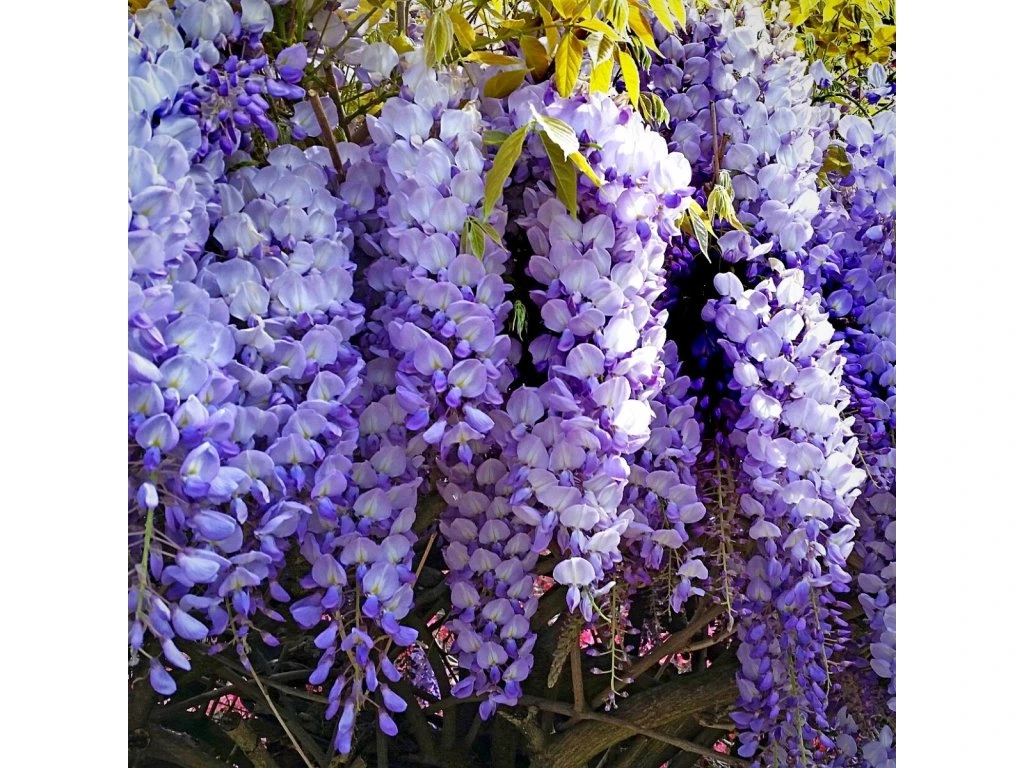 7540 blooms of wisteria flowers 7540 blooms of wisteria flowers