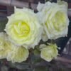 96ced6f52aae47ce8c0e5ec36e740a6c