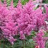 ASTILBE X ARENDSII ‘GLORIA PURPUREA e1678885192216