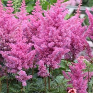 ASTILBE X ARENDSII ‘GLORIA PURPUREA e1678885192216