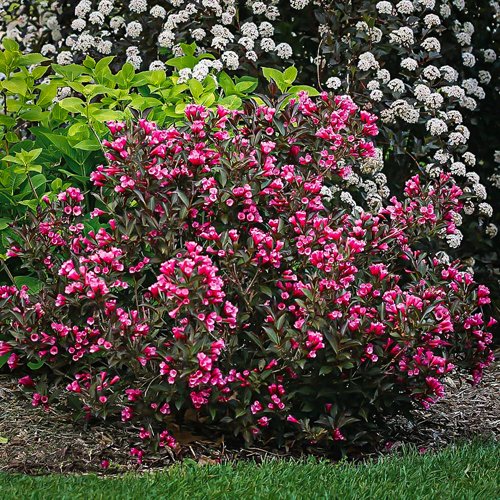 Alexandra 500x500 1 Alexandra 500x500 1