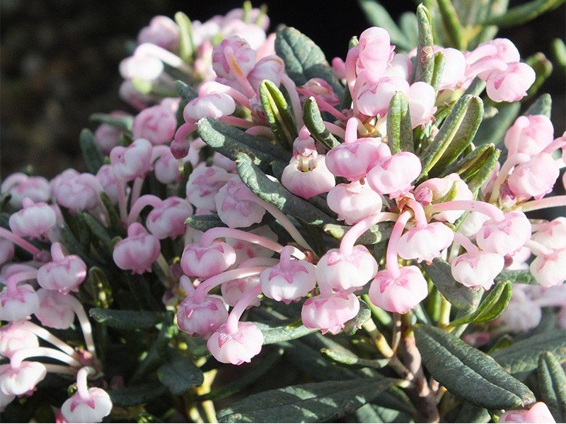 Andromeda polifolia Blue Ice Andromeda polifolia Blue Ice