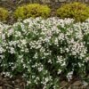 Andromeda polifolia Compacta 100295 P