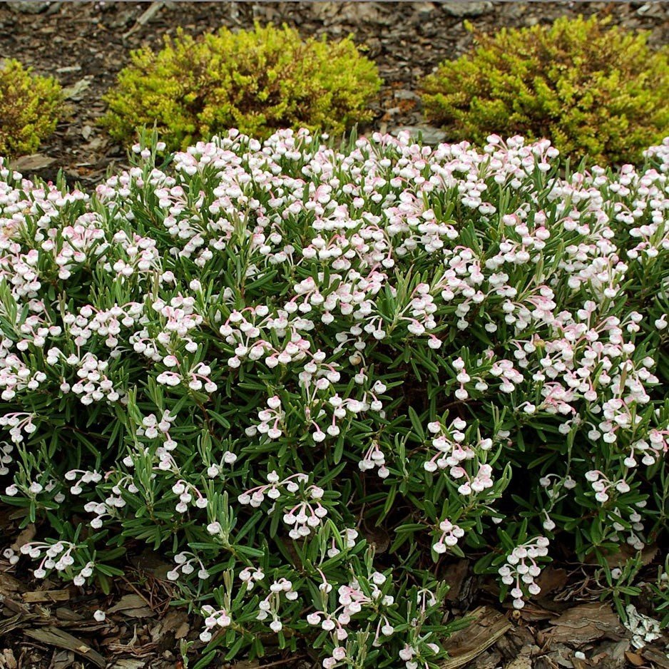 Andromeda polifolia Compacta 100295 P Andromeda polifolia Compacta 100295 P