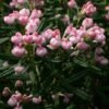 Andromeda polifolia Compacta