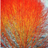 Annies Winter Orange1 3