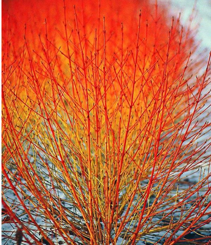 Annies Winter Orange1 3 Annies Winter Orange1 3