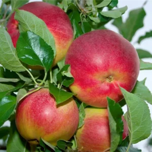 Apfel Malus domestica Pingo 1200x630 proportionalbiggest