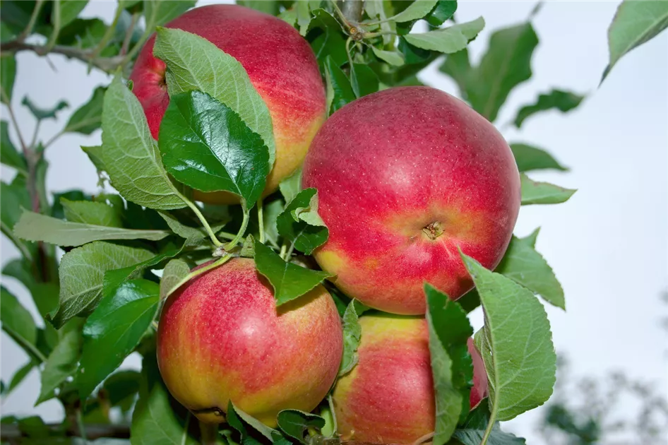 Apfel Malus domestica Pingo 1200x630 proportionalbiggest Apfel Malus domestica Pingo 1200x630 proportionalbiggest