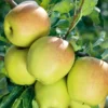 Apple Golden Delicious 1