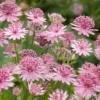 Astrantia hero image