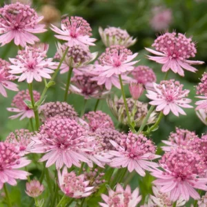 Astrantia hero image