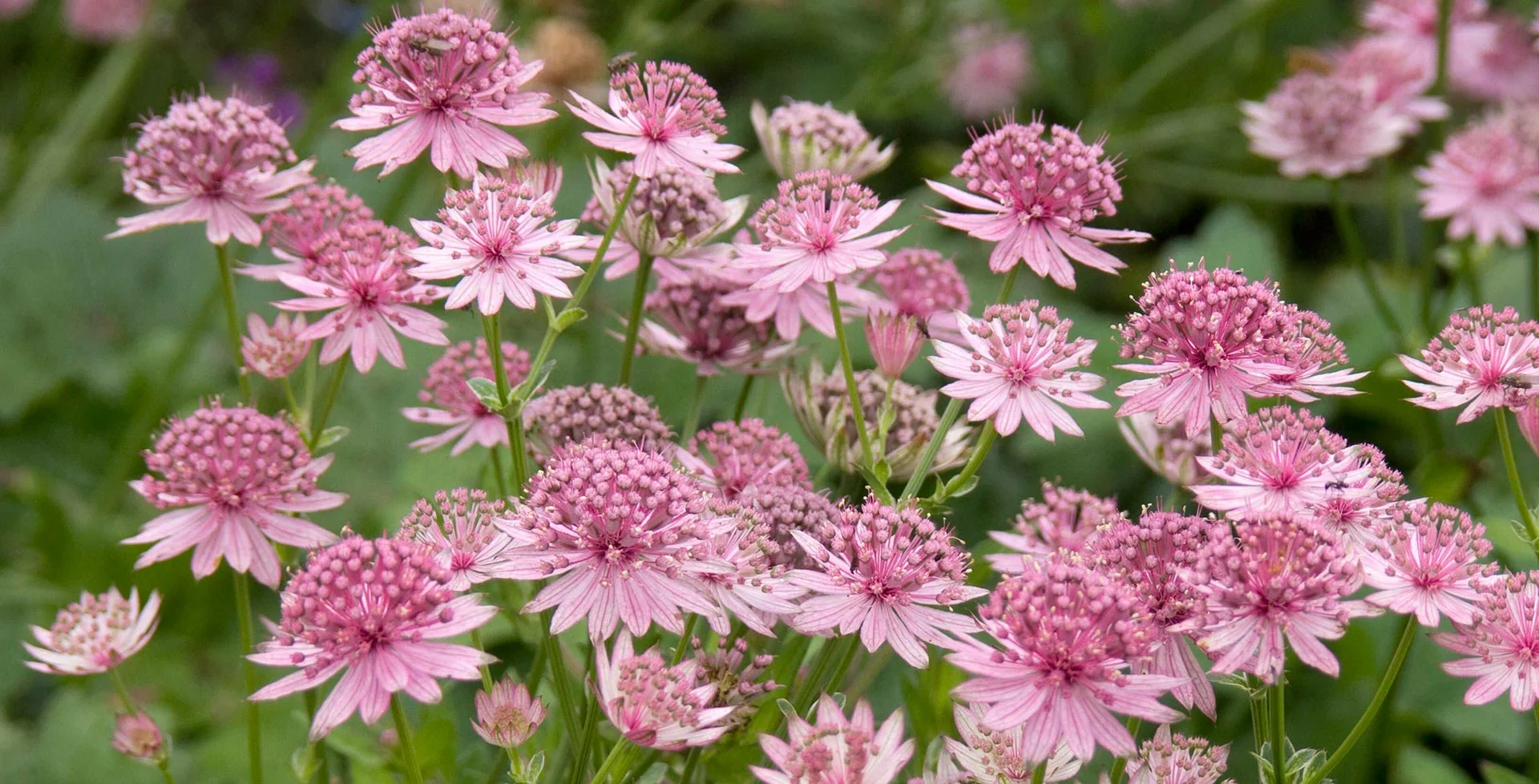 Astrantia hero image Astrantia hero image