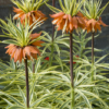 Aureomarginata1