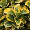 Aureomarginatus1 1