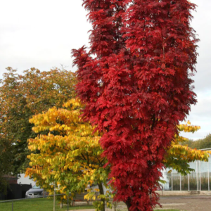 Autum spire2
