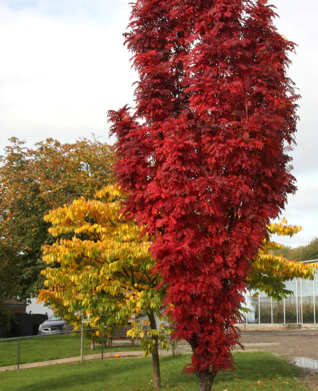 Autum spire2 Autum spire2