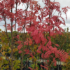 Autumn spire2 3