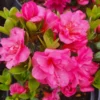 Azalea 20Rokoko 203