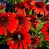 Baumschule Griewe Echinacea Red Pearl r1 718x750 auto