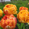 Beauty ofApeldoom1