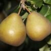 Bera Hardy fruit