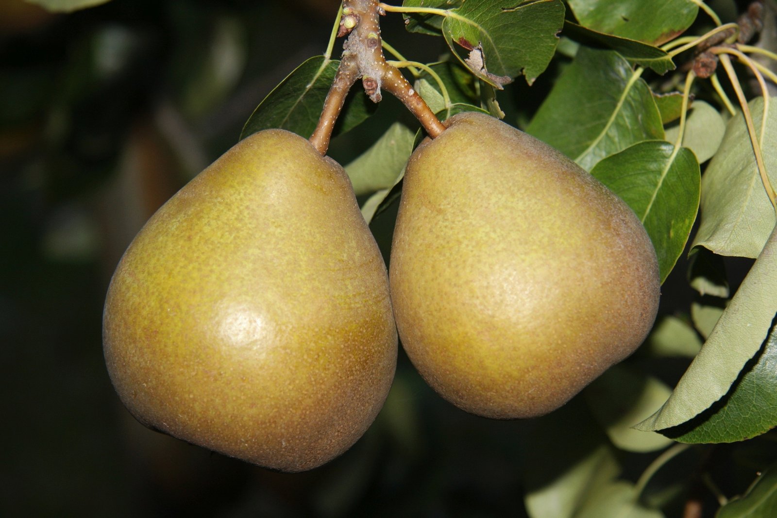 Bera Hardy fruit Bera Hardy fruit