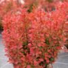 Berberis thunbergii FLORENCE 1 300x300 1