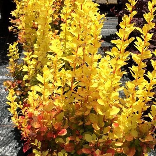 Berberis thunbergii Maria 01 Berberis thunbergii Maria 01