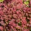 Berberis thunbergii Ruby Star zJP