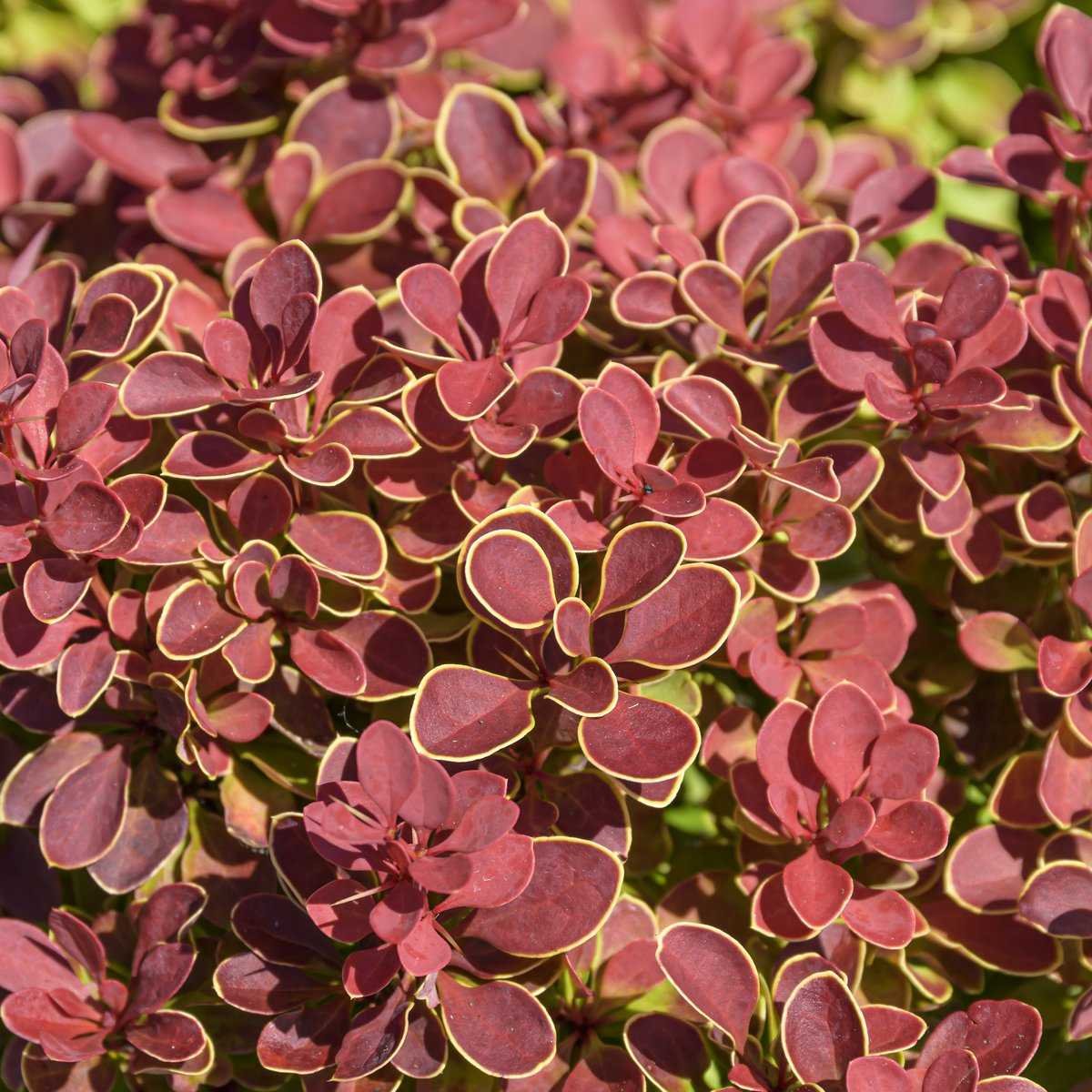 Berberis thunbergii Ruby Star zJP Berberis thunbergii Ruby Star zJP