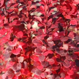 Berberis thunbergii florence e1693380537958