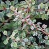 Berberis th Strarbust big