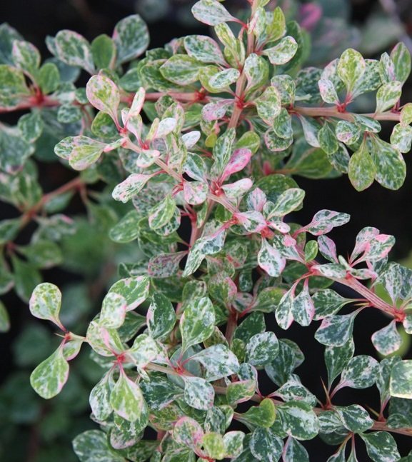 Berberis th Strarbust big Berberis th Strarbust big