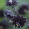 Black Barlow1 1