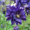 Blue Barlow1 1