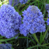 Blue Spike