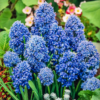 Blue Spike1