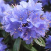 Blue Tit1 1