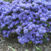 Blue Tit1 2
