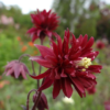Bordeaux Barlow1 1 1